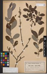 Foto von Salix cinerea L.